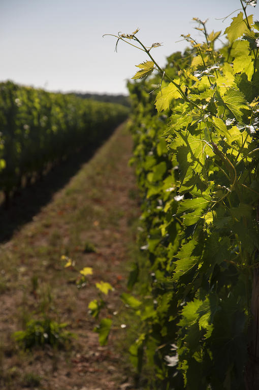 Agriturismo Quattro Pini 卡斯塔涅托卡尔杜奇 外观 照片